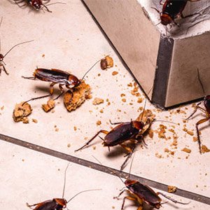 cockroaches Control Service